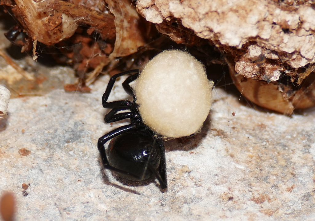 Theridiidae:  Steatoda paykulliana - penisola dell''Akamas (Cipro)